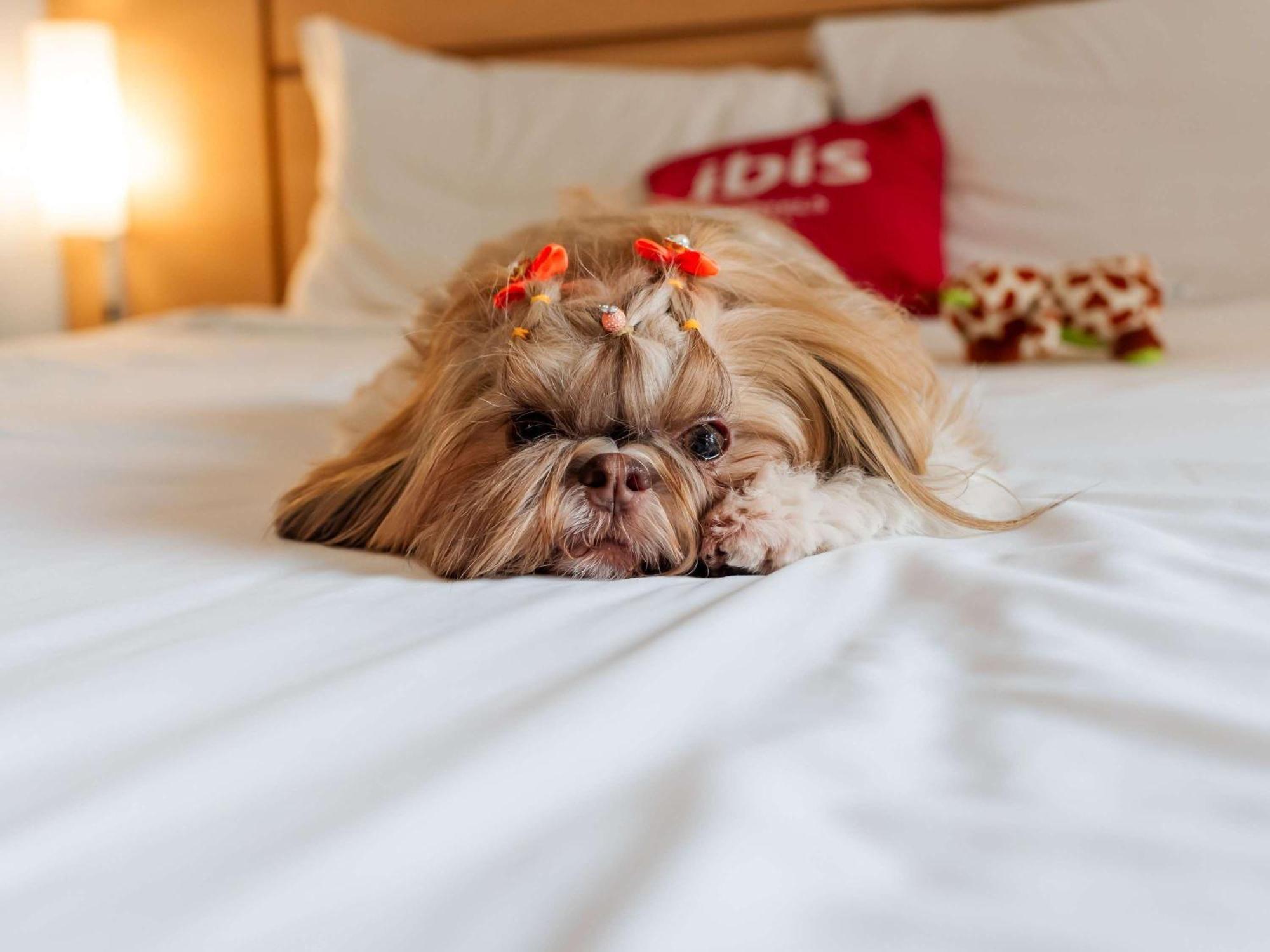 Ibis Joinville Exteriér fotografie